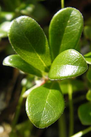 Salix myrsinites \ Glanz-Weide / Whortle-Leaved Willow, S Botan. Gar.  Universit.  Uppsala 28.8.2010