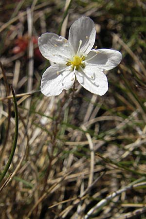 Sagina nodosa \ Knotiges Mastkraut, S Öland, Stora Alvaret, Möckel Mossen 8.8.2009