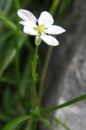 Sagina nodosa \ Knotiges Mastkraut / Knotted Pearlwort, S Torekov 3.8.2010