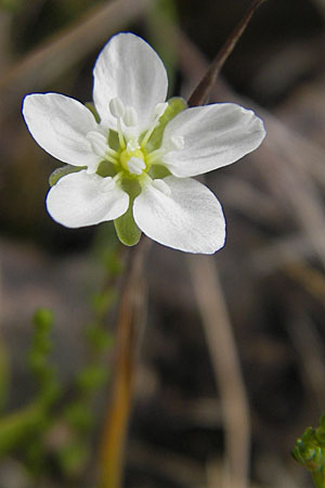 Sagina nodosa \ Knotiges Mastkraut / Knotted Pearlwort, S Torekov 3.8.2010