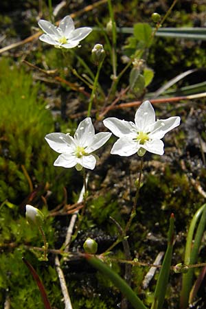 Sagina nodosa \ Knotiges Mastkraut / Knotted Pearlwort, S Bovallstrand, Valön 10.8.2010