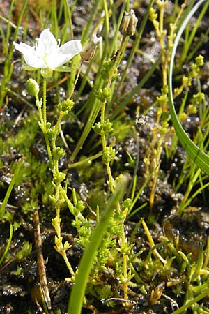 Sagina nodosa \ Knotiges Mastkraut, S Bovallstrand, Valön 10.8.2010