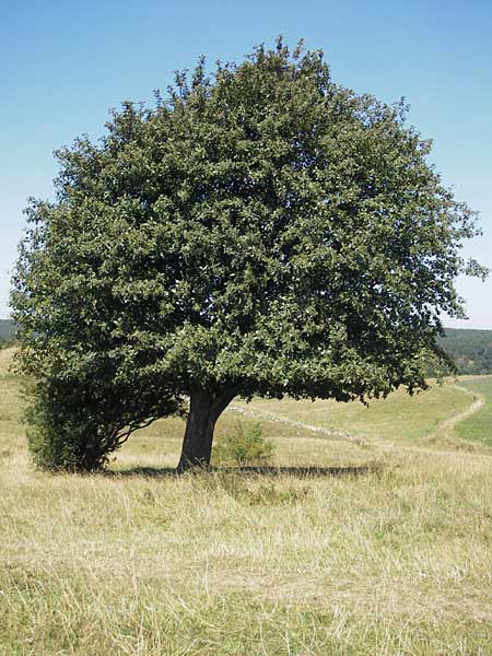 Sorbus intermedia \ Schwedische Mehlbeere, Bastard-Mehlbeere / Swedish Whitebeam, S Simrishamn, Brösarp 7.8.2009