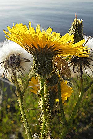 Sonchus palustris \ Sumpf-Gnsedistel / Marsh Sow-Thistle, S Öland, Färjestaden 7.8.2009