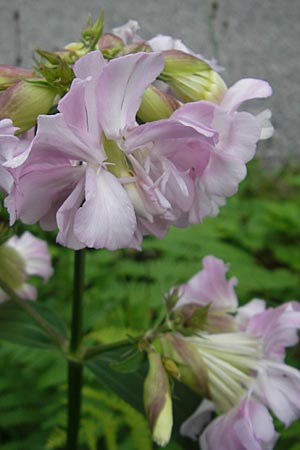 Saponaria officinalis \ Gemeines Seifenkraut / Soapwort, S Lidköping, Kinnekulle 12.8.2010