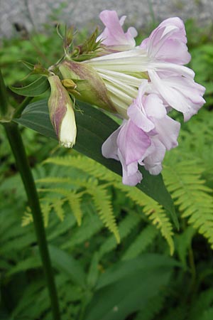 Saponaria officinalis / Soapwort, S Lidköping, Kinnekulle 12.8.2010