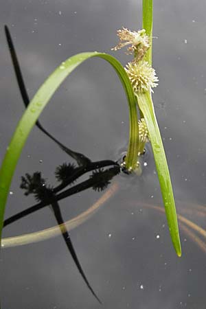 Sparganium emersum \ Einfacher Igelkolben / Unbranched Bur-Reed, S Norra Kvill 11.8.2009