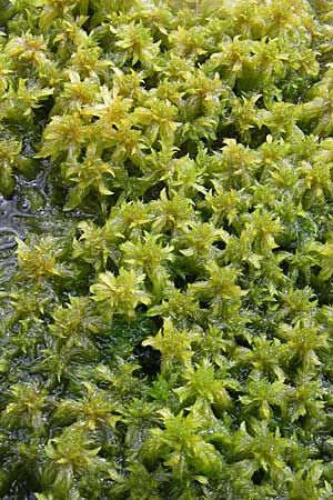 Sphagnum cuspidatum \ Spie-Torfmoos / Toothed Sphagnum, S Store Mosse 12.8.2009