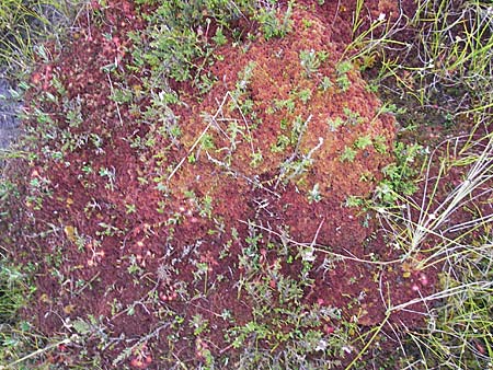 Sphagnum magellanicum \ Mittleres Torfmoos / Midway Sphagnum, S Store Mosse 12.8.2009