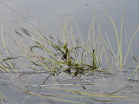 Sparganium angustifolium \ Schmalblttriger Igelkolben / Floating Bur-Reed, S Fjällbacka 8.8.2010