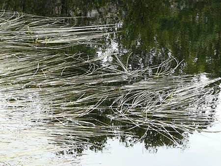 Sparganium angustifolium / Floating Bur-Reed, S Fjällbacka 8.8.2010