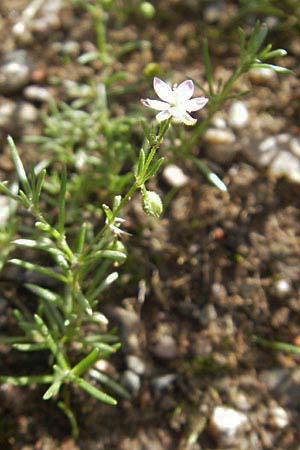 Spergularia marina \ Salz-Schuppenmiere / Lesser Sea Spurrey, S Vänersborg 12.8.2010