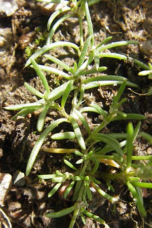 Spergularia marina \ Salz-Schuppenmiere, S Vänersborg 12.8.2010