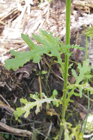 Senecio sylvaticus \ Wald-Greiskraut / Heath Groundsel, S Vänersborg 12.8.2010