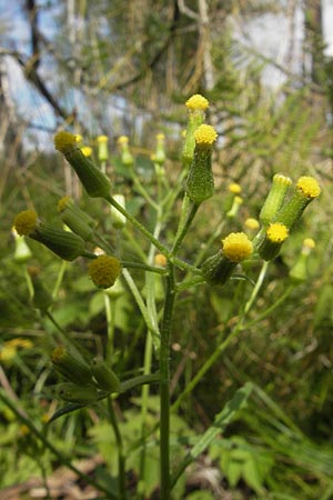 Senecio sylvaticus \ Wald-Greiskraut / Heath Groundsel, S Vänersborg 12.8.2010