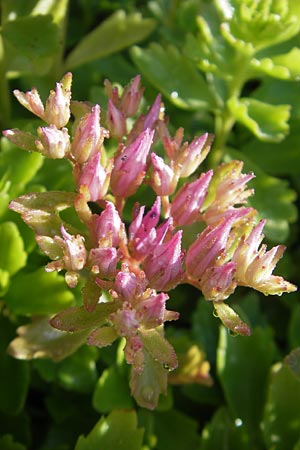 Sedum spurium / Caucasian Stonecrop, S Västers 29.6.2011