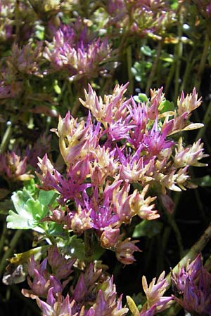 Sedum spurium \ Kaukasischer Mauerpfeffer / Caucasian Stonecrop, S Västers 29.6.2011