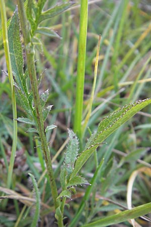 Serratula tinctoria / Saw Wort, S Öland, Ottenby 8.8.2009