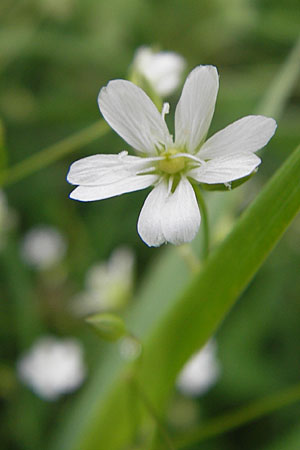 Stellaria graminea \ Gras-Sternmiere / Lesser Stitchwort, S Vimmerby 11.8.2009