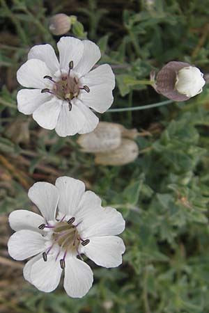 Silene uniflora \ Einbltiges Leimkraut / Sea Campion, S Orust 7.8.2010