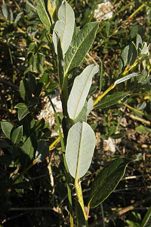 Salix repens \ Kriech-Weide / Creeping Willow, S Beddinge Strand 5.8.2009