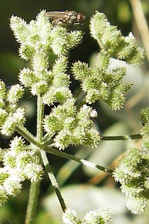 Torilis arvensis / Spreading Hedge Parsley, S Kseberga 6.8.2009