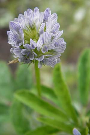 Trigonella caerulea \ Schabzigerklee / Blue Fenugreek, S Botan. Gar.  Universit.  Uppsala 28.8.2010