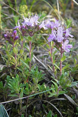 Thymus serpyllum \ Sand-Thymian, S Ystad 5.8.2009