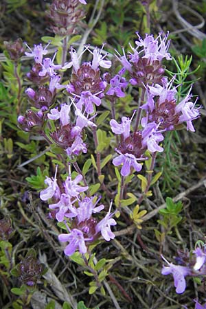 Thymus serpyllum / Breckland Thyme, S Ystad 5.8.2009