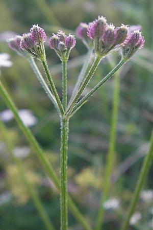 Torilis arvensis \ Acker-Klettenkerbel / Spreading Hedge Parsley, S Ystad 5.8.2009