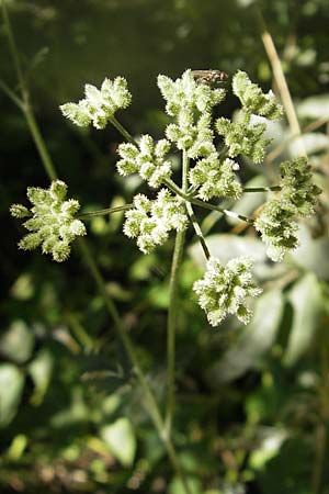 Torilis arvensis \ Acker-Klettenkerbel / Spreading Hedge Parsley, S Kseberga 6.8.2009