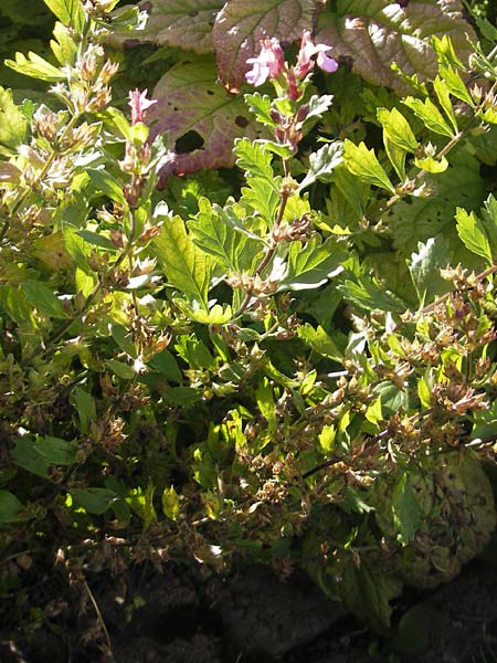 Teucrium lucidum \ Glnzender Gamander, Leuchtender Gamander Gamander, S Botan. Gar.  Universit.  Uppsala 28.8.2010