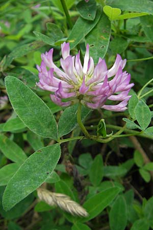 Trifolium alpestre \ Hgel-Klee / Alpine Clover, S Fjällbacka 8.8.2010