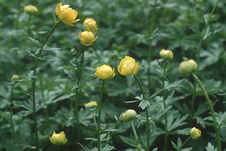 Trollius europaeus / Globe Flower, S Jokkmokk 18.6.1995