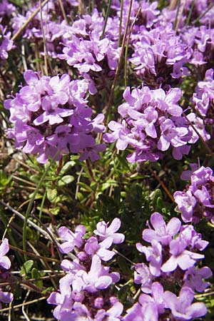 Thymus serpyllum / Breckland Thyme, S Öland, Stora Alvaret, Möckel Mossen 8.8.2009