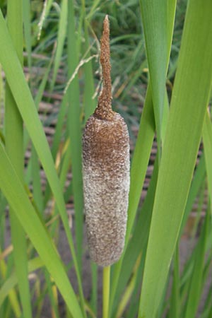 Typha shuttleworthii \ Shuttleworths Rohrkolben, Silber-Rohrkolben, S Botan. Gar.  Universit.  Uppsala 28.8.2010