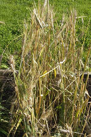 x Triticosecale rimpaui \ Triticale, Hybrid-RoggenTriticale / Triticale, S Botan. Gar.  Universit.  Uppsala 28.8.2010