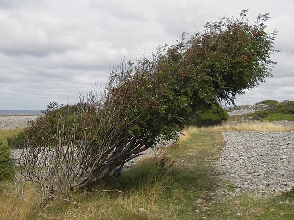 Sorbus aucuparia \ Vogelbeere, Eberesche / Rowan, S Torekov 3.8.2010