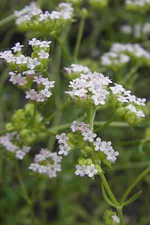 Valerianella dentata \ Gezhnter Feld-Salat / Narrowfruit Corn Salad, S Helsingborg 2.8.2010