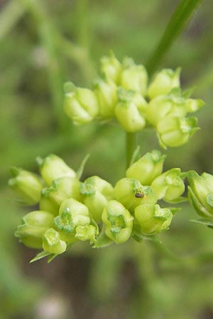 Valerianella dentata \ Gezhnter Feld-Salat, S Helsingborg 2.8.2010