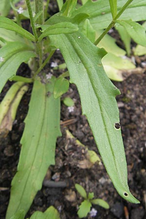 Valerianella dentata \ Gezhnter Feld-Salat / Narrowfruit Corn Salad, S Helsingborg 2.8.2010