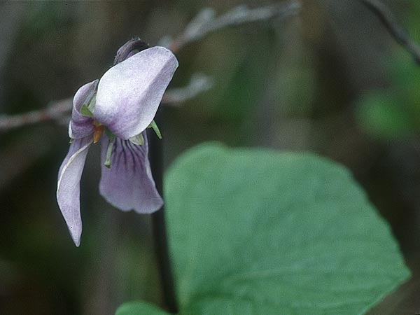 Viola epipsila \ Torf-Veilchen, S Muddus National-Park 17.6.1995