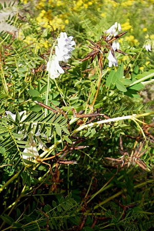 Vicia orobus \ Orber Wicke, Heide-Wicke / Wood Bitter-Vetch, Upright Vetch, S Botan. Gar.  Universit.  Uppsala 28.8.2010