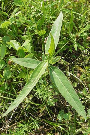 Persicaria amphibia \ Wasser-Knterich, S Tanum 9.8.2010