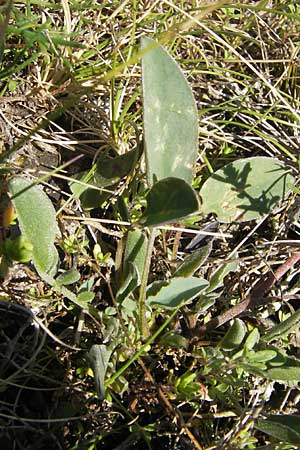 Anthyllis vulneraria subsp. vulneraria \ Gewhnlicher Wundklee, Echter Wundklee / Common Kidney Vetch, S Öland, Stora Alvaret, Möckel Mossen 8.8.2009