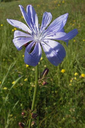 Cichorium intybus \ Gemeine Wegwarte, Zichorie / Chicory, S Öland, Stora Alvaret 8.8.2009