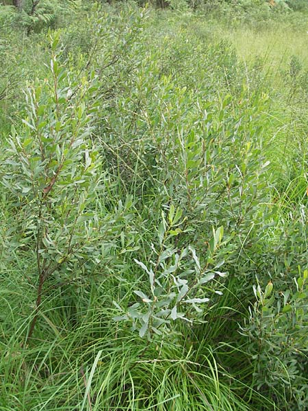 Myrica gale \ Gagelstrauch, S Kvarnadalen 5.8.2010