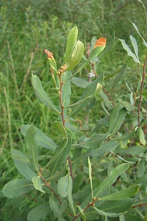 Myrica gale \ Gagelstrauch, S Kvarnadalen 5.8.2010