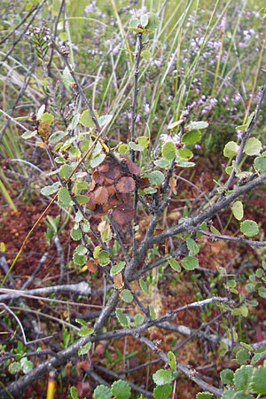 Betula nana \ Zwerg-Birke / Dwarf Birch, S Store Mosse 12.8.2009