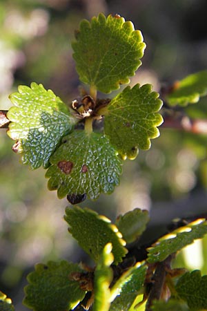 Betula nana \ Zwerg-Birke / Dwarf Birch, S Store Mosse 12.8.2009